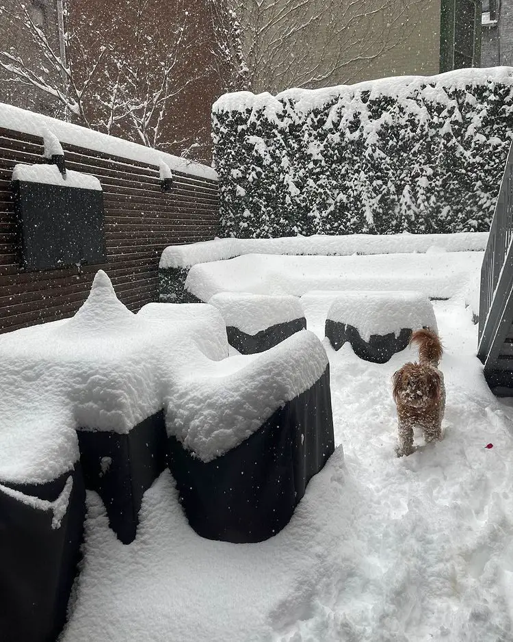 Dog playing out in the snow
