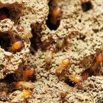 Flock Of Termites
