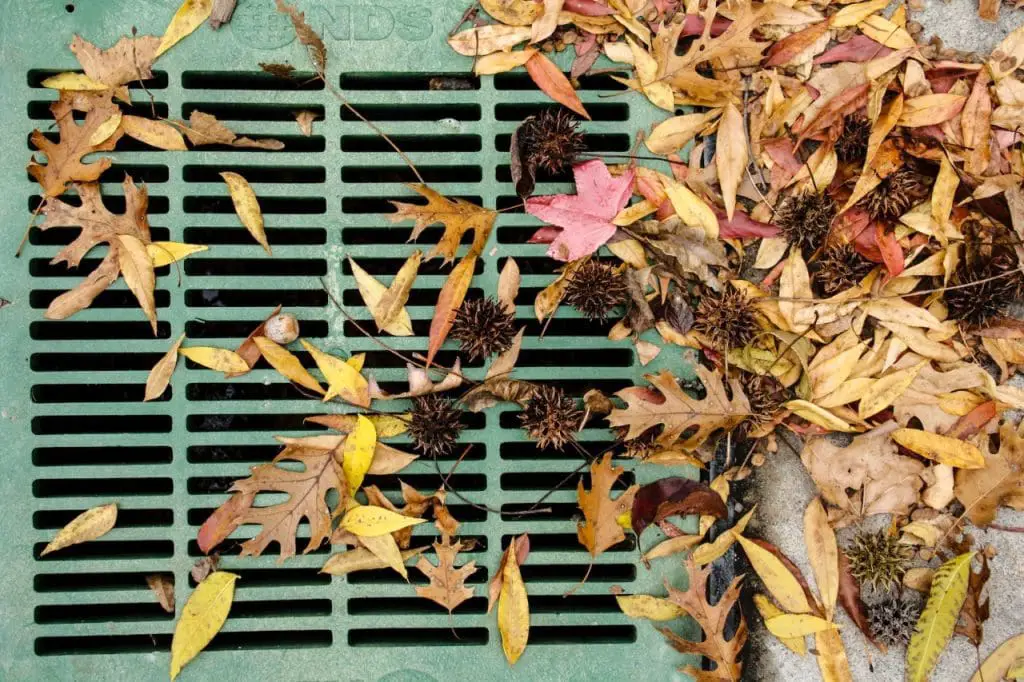 Dry Leaves On A Water Drain