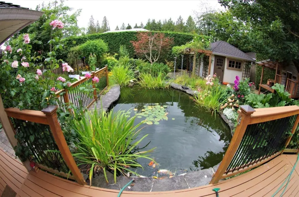 Garden pond