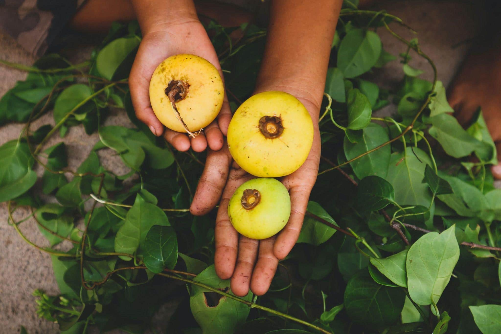 Harvesting Fruits