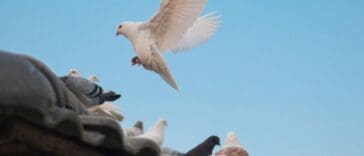 Industrial Bird Control Methods for Large Areas