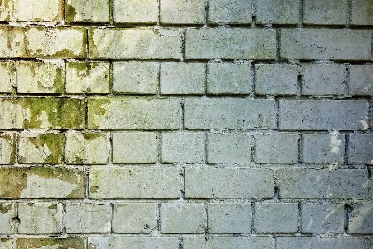 Mold On Brick Wall
