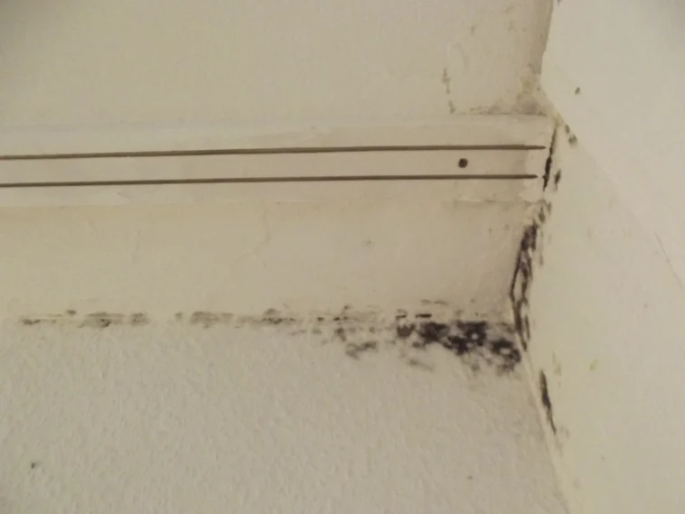 Mold Damage On Ceiling