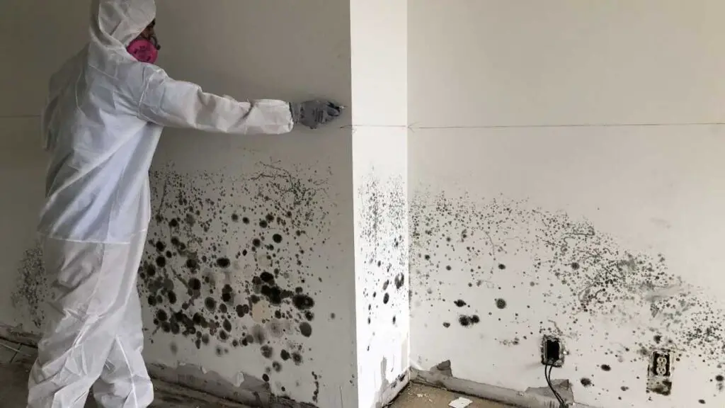 Removing Mold Off A Wall