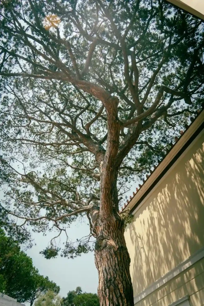 Tall Tree In The Backyard